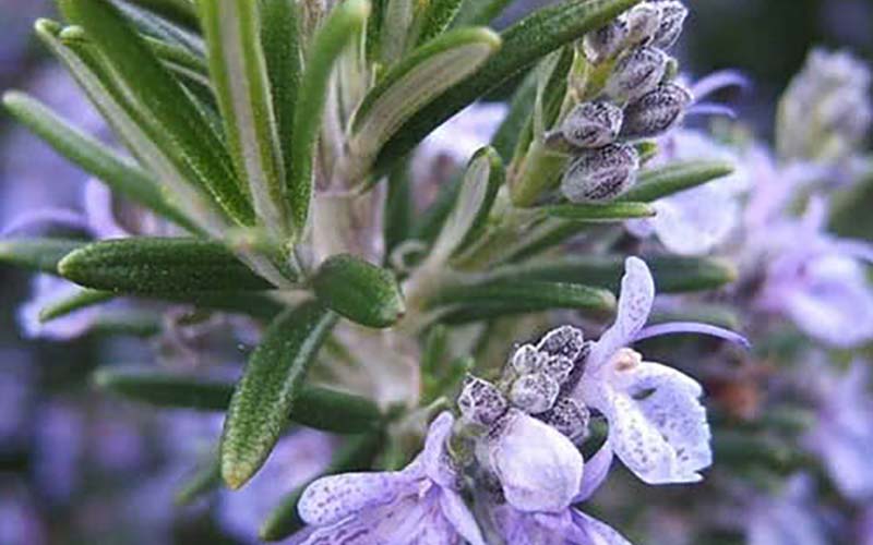 Ви зараз переглядаєте Комплекс супер-антиоксидантів